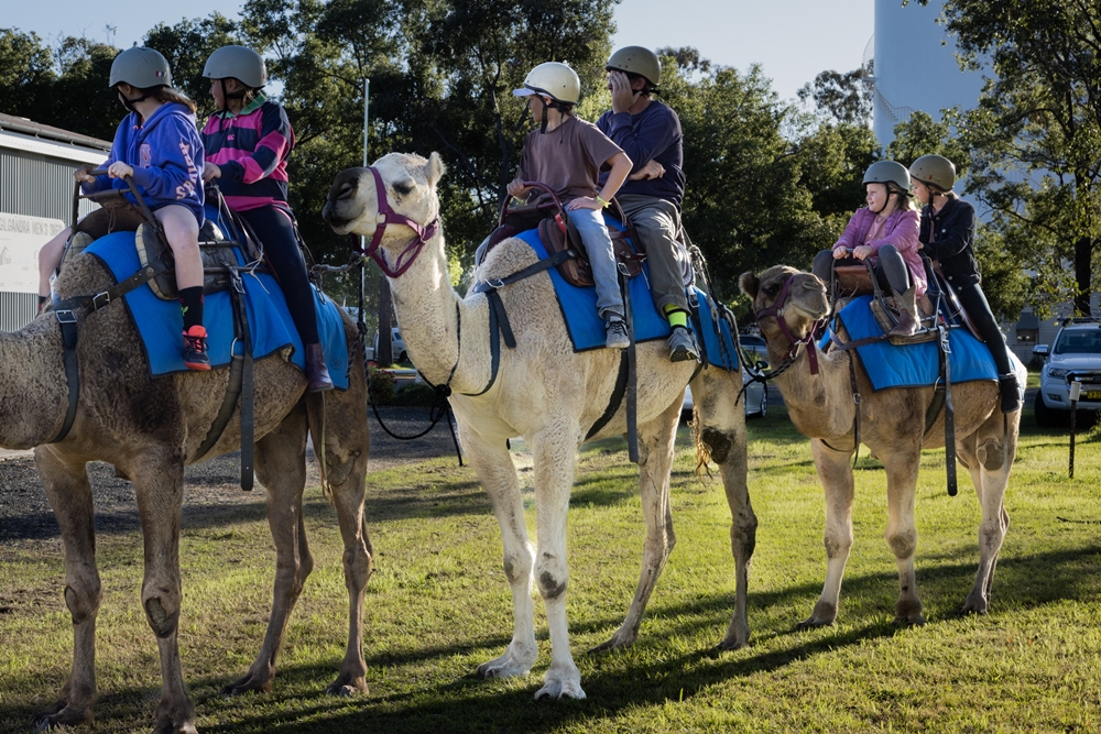 FREE Camel Rides