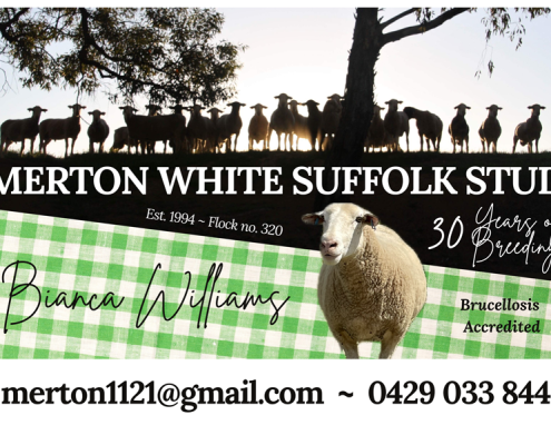 Merton White Suffolk Stud